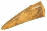 Large, Fossil Pterosaur (Siroccopteryx) Tooth - Morocco #297023-1